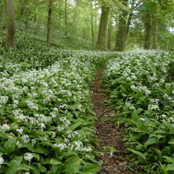 plantes commestibles pays basque